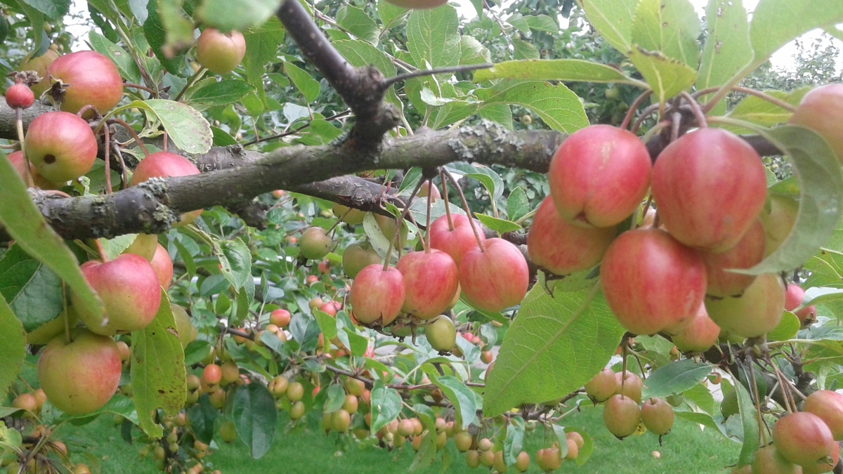 Appelboom van de Pomologische Vereniging bij de Abdij van Egmond